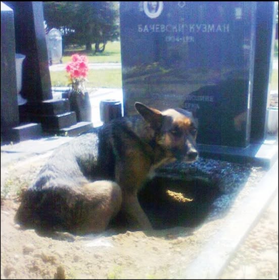 When the image of this dog digging a hole in front of a gravestone first spread on the internet, people thought she was mourning her dead owner and wanted to see her owner again. But the truth turned out to be quite different… Check the comments ❤️