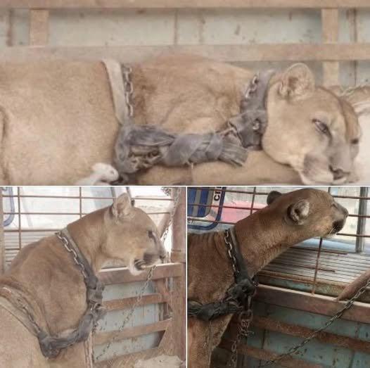 For 20 years, this mountain lion was chained up – now watch his reaction when gets rescued… Check comments 👇🏻❤